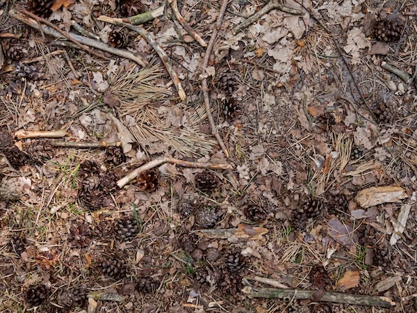 Dry Forest Floor